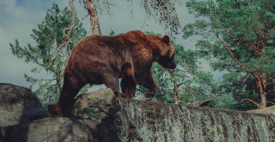 photo of a bear walking across a waterfall in the wilderness